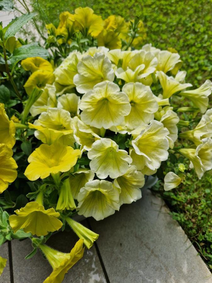 Garden & Pool Perugini Lägenhet Torbole Sul Garda Exteriör bild