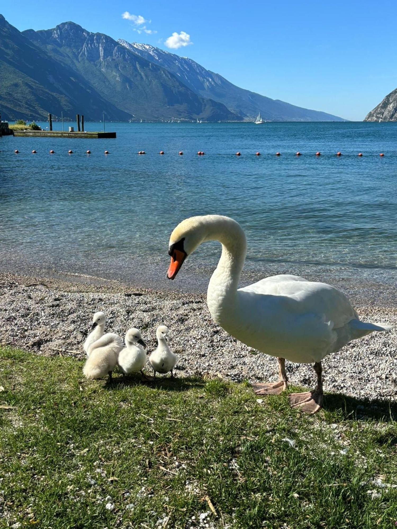 Garden & Pool Perugini Lägenhet Torbole Sul Garda Exteriör bild